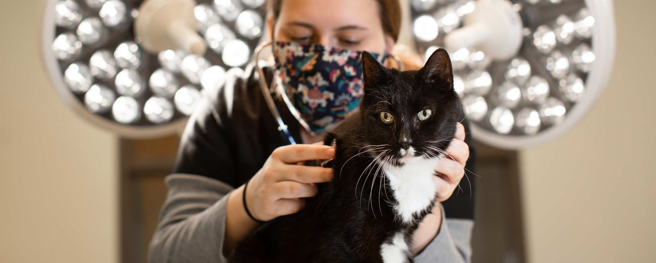 A student examining a cat