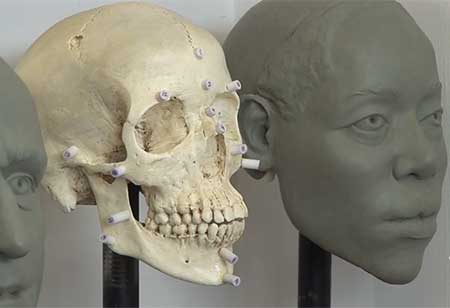 A human skull and a model of a human head