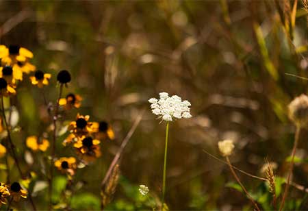 A flower in a meadow