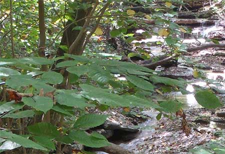 Some wild plants growing in the woods