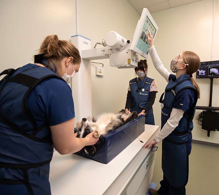 PennWest Vetrenary Technology students learn how to examine a dog in the campus lab.